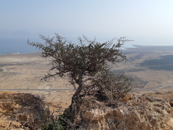 אירוס הגלבוע  צולם על ידי אסף מזרחי 