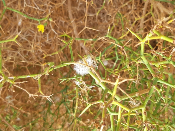 אפיונה מחודדת  צולם על ידי דותן רותם 