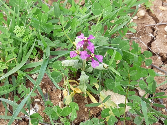 קרן-יעל סורית  צולם על ידי מרגרטה וולצ'אק 