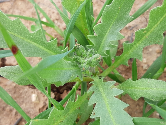 קרן-יעל סורית  צולם על ידי מרגרטה וולצ'אק 