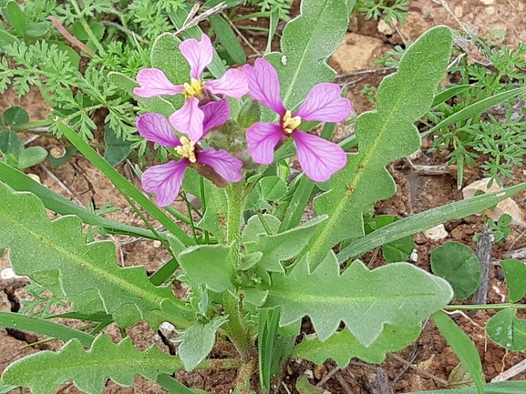 קרן-יעל סורית  צולם על ידי מרגרטה וולצ'אק 