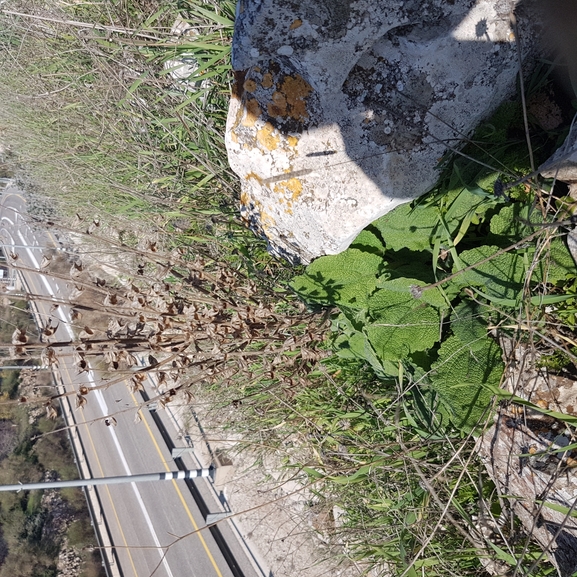 אירוס הגלבוע  צולם על ידי טליה אורון 