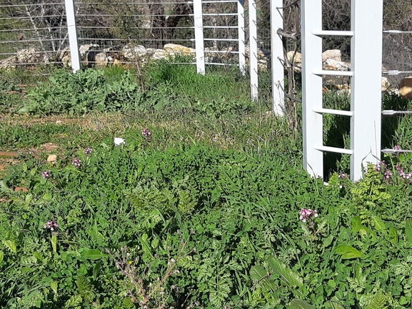 קרן-יעל סורית  צולם על ידי מרגרטה וולצ'אק 