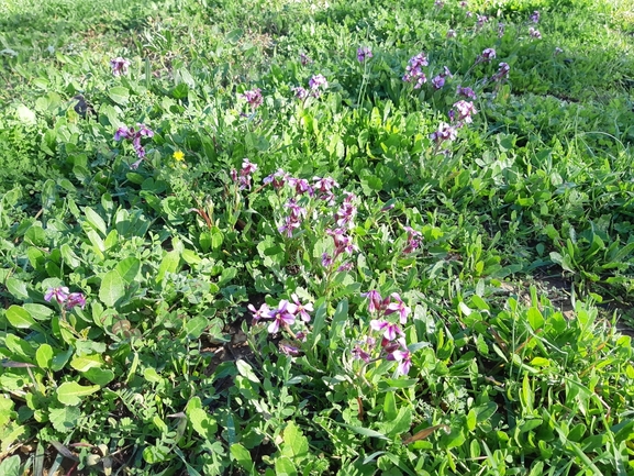 קרן-יעל סורית  צולם על ידי מרגרטה וולצ'אק 