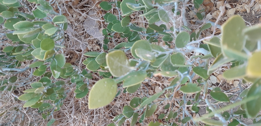 ציצן קצר  צולם על ידי אסף צוער 