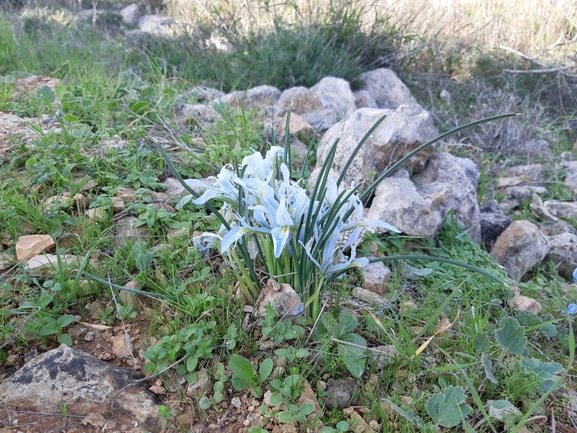 אירוס הסרגל  צולם על ידי מרגרטה וולצ'אק 