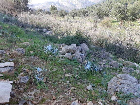 אירוס הסרגל  צולם על ידי מרגרטה וולצ'אק 