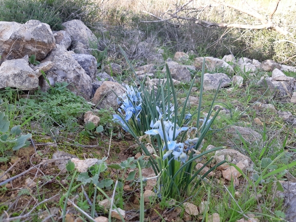 אירוס הסרגל  צולם על ידי מרגרטה וולצ'אק 