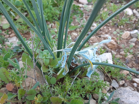 אירוס הסרגל  צולם על ידי מרגרטה וולצ'אק 