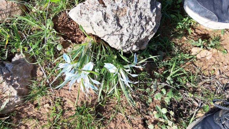 Vartan's Iris  photographed by עופרה פרידמן 