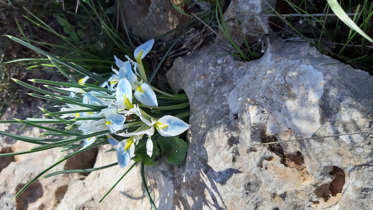 Vartan's Iris  photographed by עופרה פרידמן 