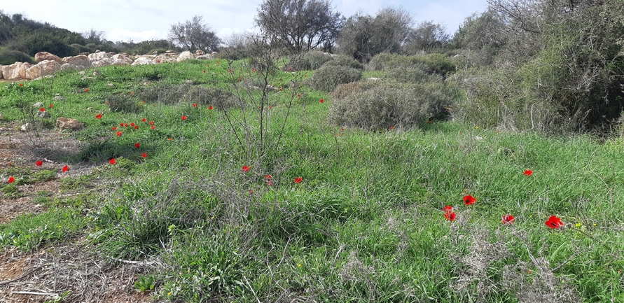 אירוס הגלבוע  צולם על ידי ליעד כהן 