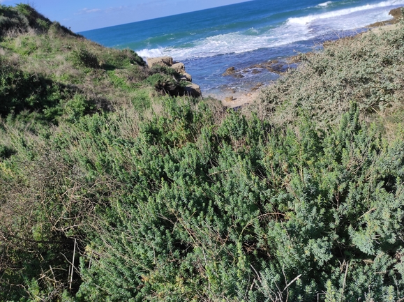 אוכם אמיתי  צולם על ידי מימי רון 