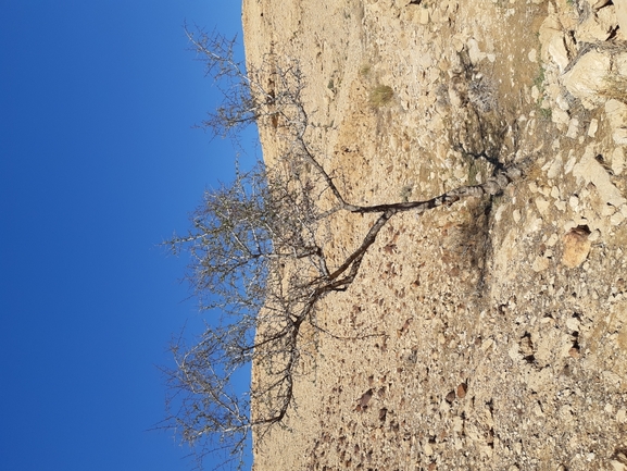 אירוס הגלבוע  צולם על ידי אסף מזרחי 