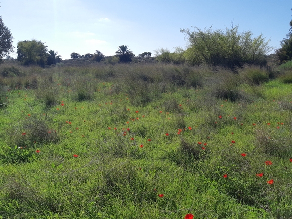 אירוס הגלבוע  צולם על ידי סיון מרדוק 