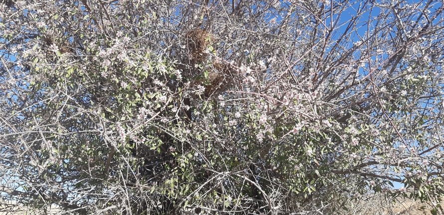 שקד רמון  צולם על ידי יבגני קמינסקי 