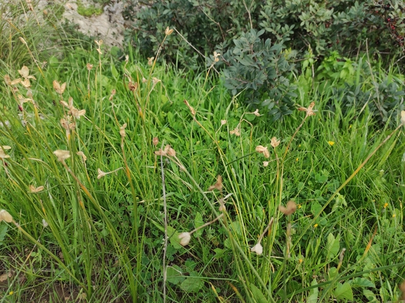 נרקיס סתווי  צולם על ידי מימי רון 