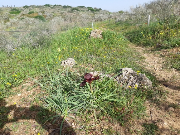 אירוס הגלבוע  צולם על ידי סיון מרדוק 