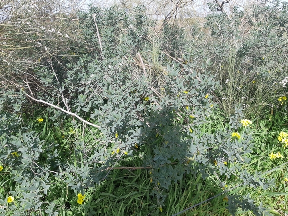 אירוס הגלבוע  צולם על ידי סיון מרדוק 