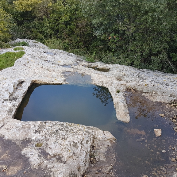 אירוס הגלבוע  צולם על ידי טליה אורון 