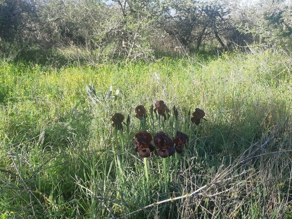 אירוס הגלבוע  צולם על ידי סיון מרדוק 