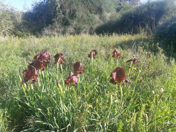 אירוס הגלבוע  צולם על ידי סיון מרדוק 