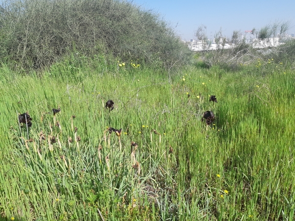 אירוס הארגמן  צולם על ידי סיון מרדוק 