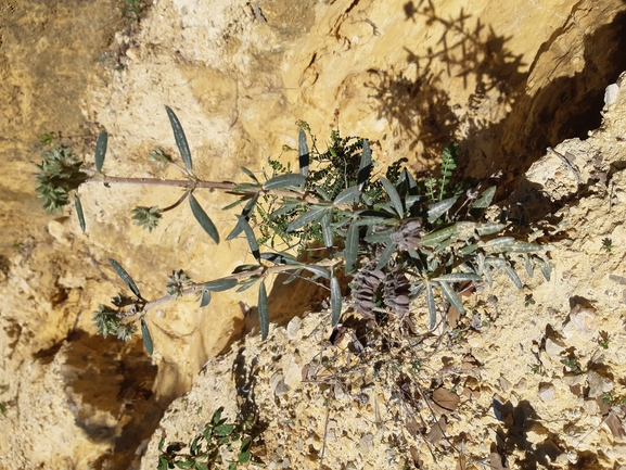 אירוס הגלבוע  צולם על ידי אורי אורבך 