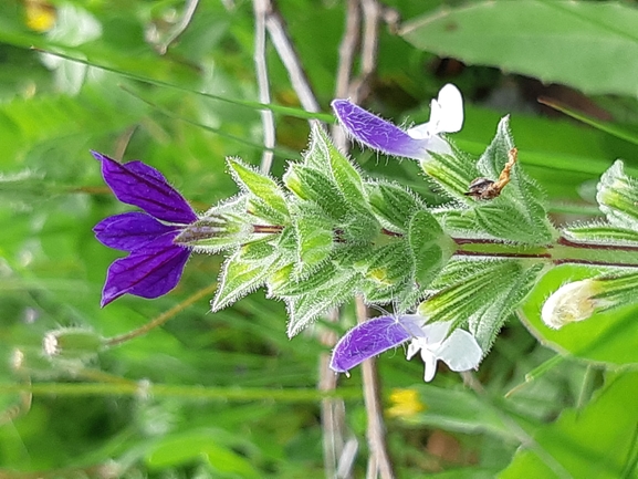 אירוס הגלבוע  צולם על ידי אורי אורבך 