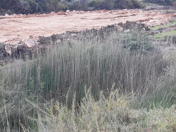 סמר מרצעני  צולם על ידי מרגרטה וולצ'אק 