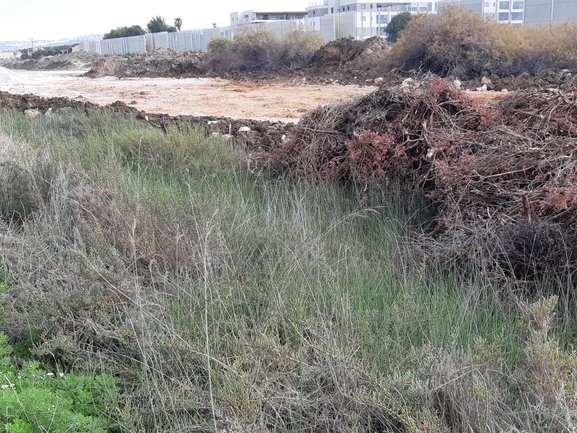 סמר מרצעני  צולם על ידי מרגרטה וולצ'אק 