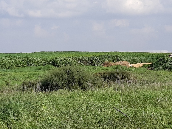 כלך דנין  צולם על ידי אופיר בריקנשטיין 