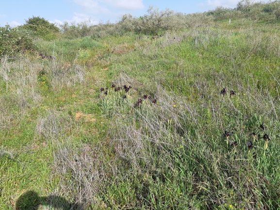 אירוס הארגמן  צולם על ידי סיון מרדוק 