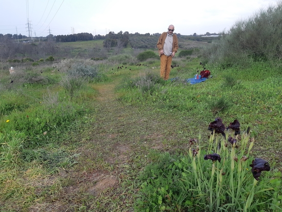 אירוס הארגמן  צולם על ידי סיון מרדוק 