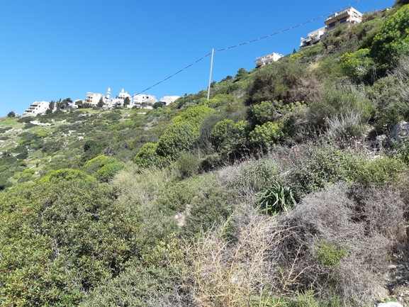 חלבלוב השיח  צולם על ידי דותן רותם 