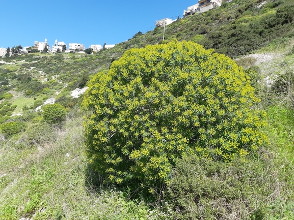 חלבלוב השיח  צולם על ידי דותן רותם 