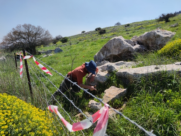 מרווה מרושתת  צולם על ידי מרב לבל 