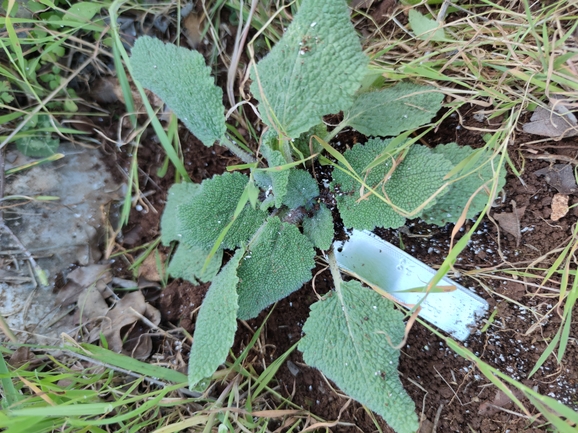 מרווה מרושתת  צולם על ידי מרב לבל 