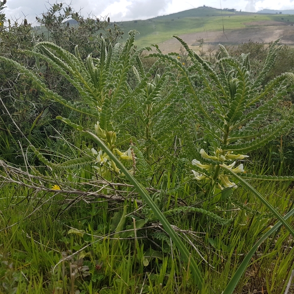 אירוס הגלבוע  צולם על ידי טליה אורון 