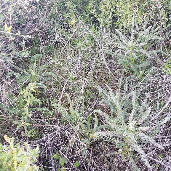 אירוס הגלבוע  צולם על ידי טליה אורון 