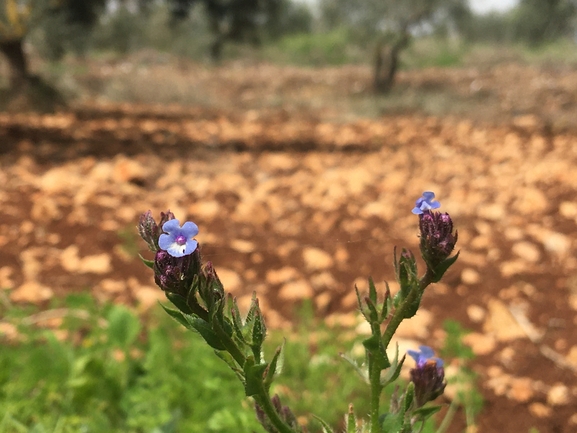 לשון-פר מזרחית  צולם על ידי בר שמש 