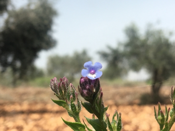 לשון-פר מזרחית  צולם על ידי בר שמש 