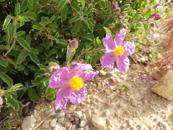 אירוס הגלבוע  צולם על ידי מרגרטה וולצ'אק 