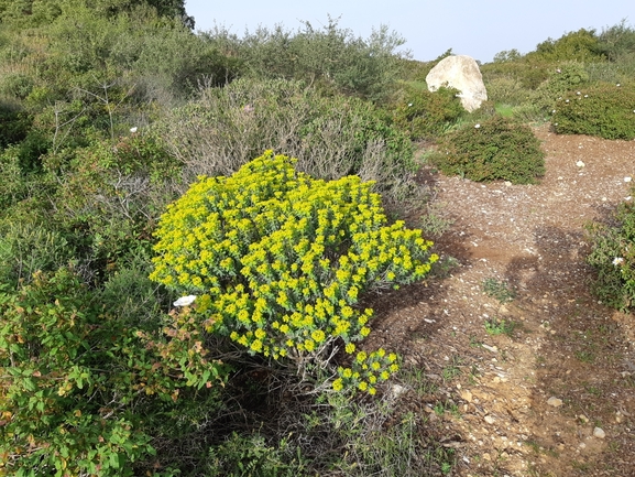 אירוס הגלבוע  צולם על ידי מרגרטה וולצ'אק 