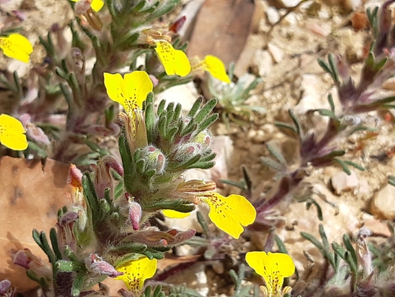 אירוס הגלבוע  צולם על ידי מרגרטה וולצ'אק 