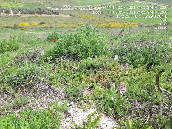 סחלב איטלקי  צולם על ידי הדס כהנר 