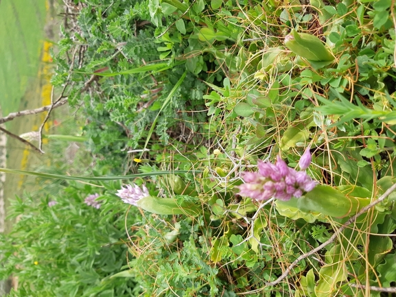 Naked Man Orchid, Italian Orchid  