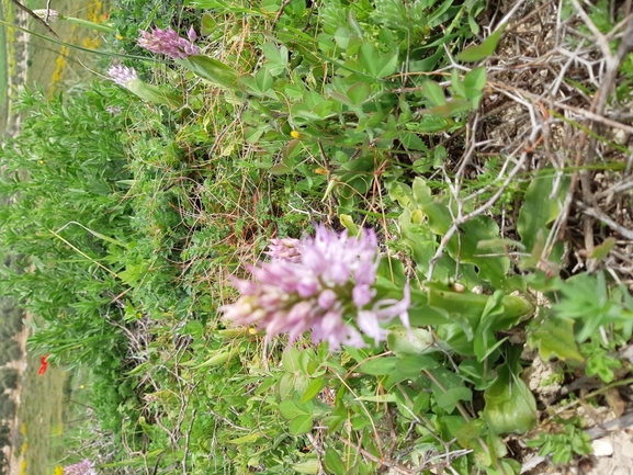 Naked Man Orchid, Italian Orchid  