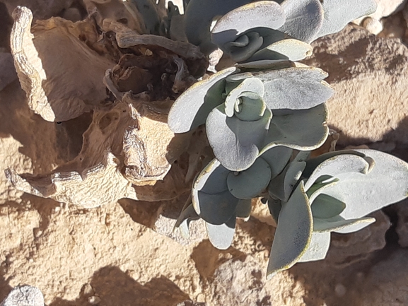 מוריקת סיני  צולם על ידי אורן פריטל 