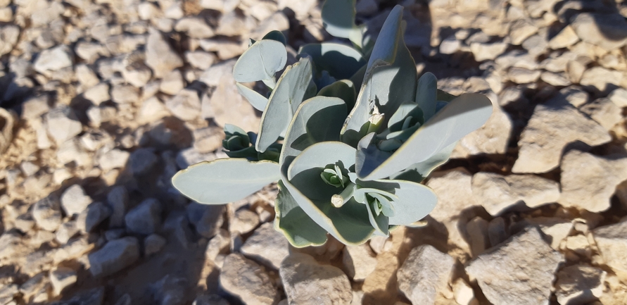 מוריקת סיני  צולם על ידי אסף צוער 